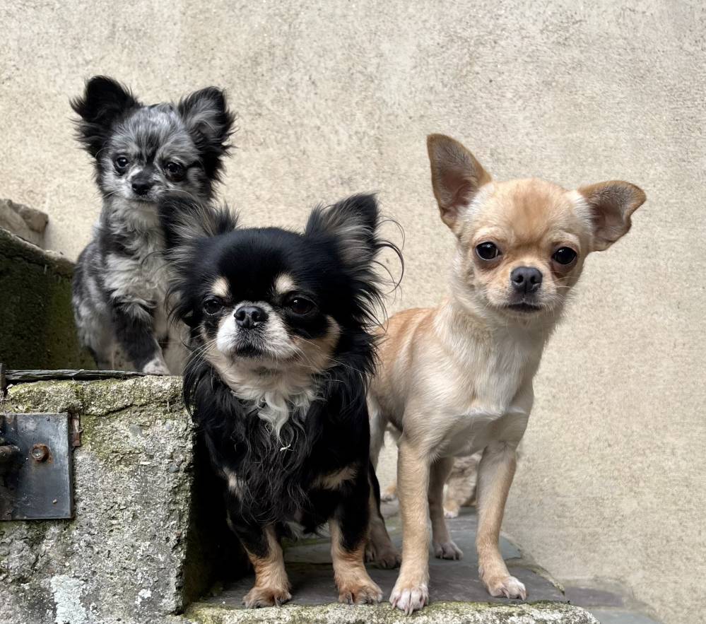 Chihuhua