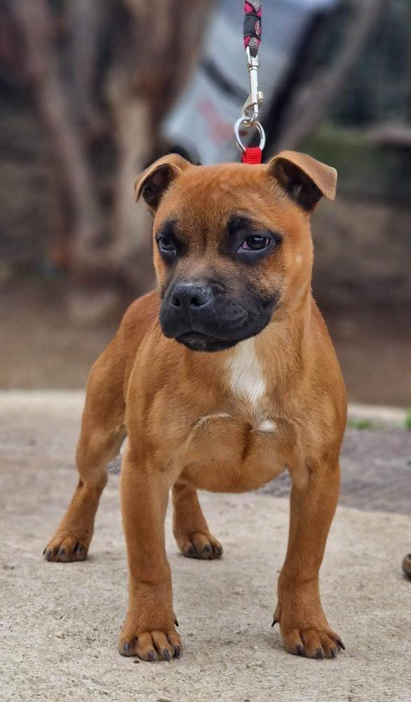 Les Staffordshire Bull Terrier article