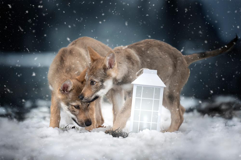 Chien loups tchécoslovaques chiot